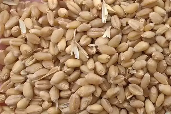 普通小麦比重介绍(一级小麦容重在790g/L以上)?插图1 普通小麦比重介绍(一级小麦容重在790g/L以上)?插图1