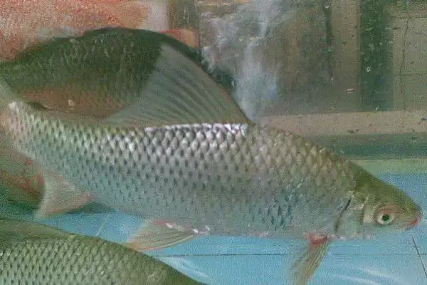 鲮鱼类别属性介绍(鲮鱼是常见淡水鱼类)?插图1 鲮鱼类别属性介绍(鲮鱼是常见淡水鱼类)?插图1