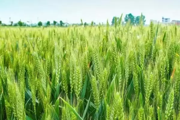 徐麦35小麦种特征特性及半冬性品种(徐麦35小麦种特征及半冬性品种)？插图1