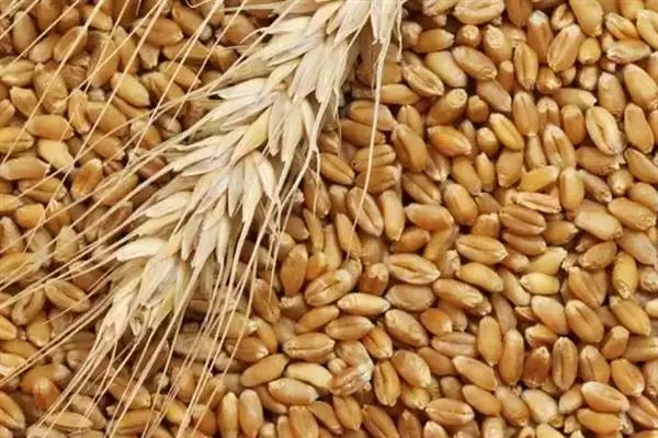 普通小麦比重介绍(一级小麦容重在790g/L以上)?插图2 普通小麦比重介绍(一级小麦容重在790g/L以上)?插图2