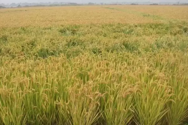 益9优650水稻品种简介与有效穗数(益9优650水稻品种简介及有效穗数)？插图1