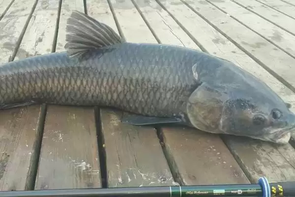 巨无霸青草鳊的味型相关情况(巨无霸青草鳊的味型，是一款酵香型商品饵料)？插图3