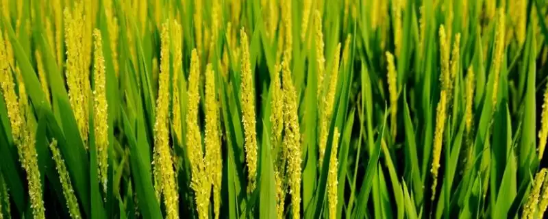 惠两优3456水稻种子肥力促控要点(惠两优3456水稻种子肥力促控要点)？-会东网