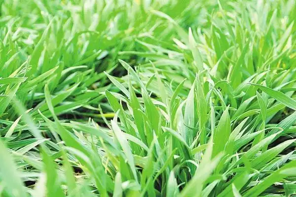 西农733小麦种子特点与适宜播期介绍(西农733小麦种子有啥特点及播期)？插图1