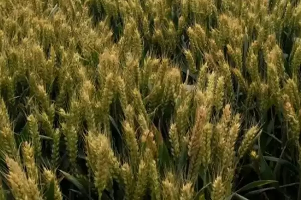 晋麦82号小麦品种情况、所属类型(晋麦82号小麦品种简介,该品种半冬性)?插图3 晋麦82号小麦品种情况、所属类型(晋麦82号小麦品种简介,该品种半冬性)?插图3