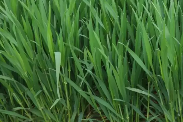 渭麦10号小麦种子防虫要点(渭麦10号注意防治病虫害)？插图2