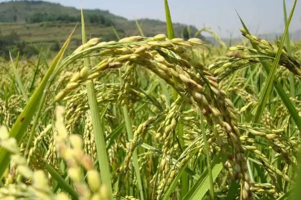 花优7991水稻种基部叶叶鞘绿色详情(花优7991水稻种基部叶叶鞘绿色详情)?插图3 花优7991水稻种基部叶叶鞘绿色详情(花优7991水稻种基部叶叶鞘绿色详情)?插图3