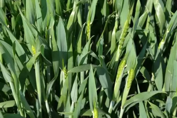 皖麦52号小麦种子防虫要点(皖麦52号注意防治赤霉病和纹枯病)?插图1 皖麦52号小麦种子防虫要点(皖麦52号注意防治赤霉病和纹枯病)?插图1