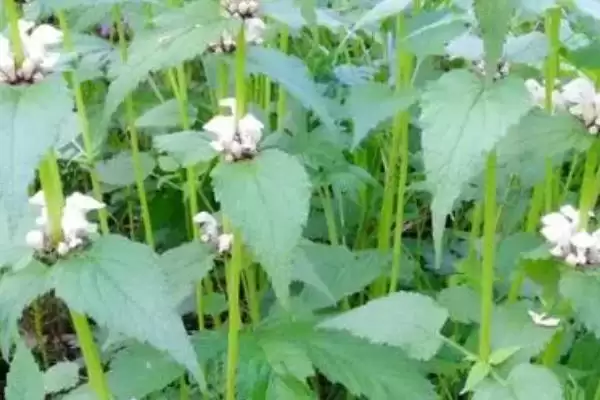 野芝麻介绍(野芝麻属于唇形科、野芝麻属草本植物)?插图1 野芝麻介绍(野芝麻属于唇形科、野芝麻属草本植物)?插图1