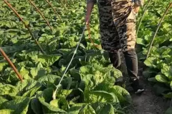 大白菜根腐病的防治用药(大白菜根腐病用什么药剂,可使用多菌灵、恶霉灵、咯菌腈等)?插图1 大白菜根腐病的防治用药(大白菜根腐病用什么药剂,可使用多菌灵、恶霉灵、咯菌腈等)?插图1