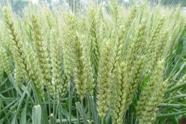 西农625小麦种简介与全生育期时长(西农625小麦种简介及全生育期时长)?插图1 西农625小麦种简介与全生育期时长(西农625小麦种简介及全生育期时长)?插图1