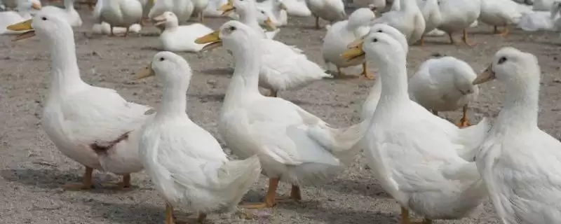 肉鸭应激饲养要点(肉鸭夏季应激饲养要注意通风)?-会东网