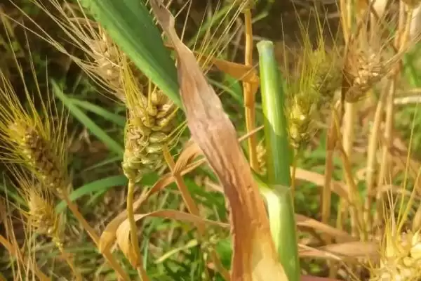 小麦病虫害种类及不同症状详细介绍(小麦病虫害有哪些及症状)？插图4