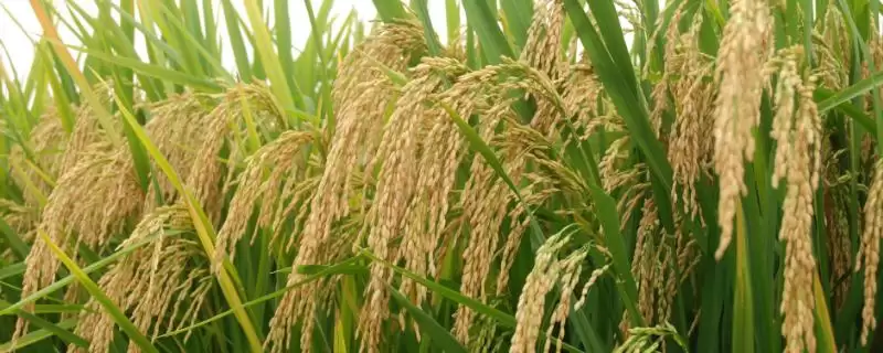 吉粳838水稻种7月上中旬注意防治二化螟要点(吉粳838水稻种防二化螟要点)？-会东网