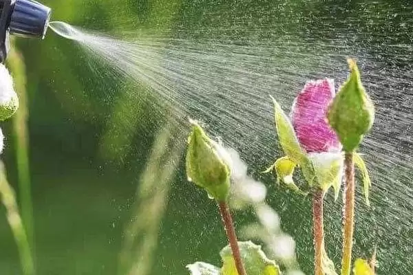 除蚜虫环保方法及大蒜烟叶等应用(除蚜虫的环保方法有哪些及材料应用)？插图2