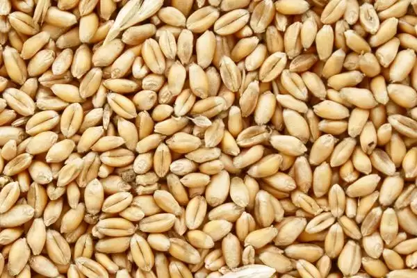 小麦种子保存方法及控制水分要点(怎样保存小麦种子及控制水分要点)？插图2