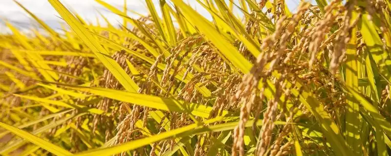 嘉优11号水稻品种纹枯病抗性为高抗详情(嘉优11号水稻品种纹枯病高抗详情)？-会东网