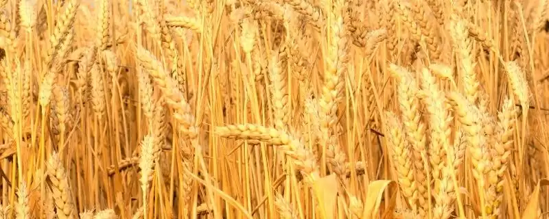 炫麦88号小麦种简介与高抗条锈病特性(炫麦88号小麦种简介及抗条锈病特性)?-会东网