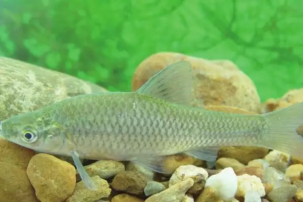 麦穗鱼简介(麦穗鱼是常见的小型淡水鱼)？插图3