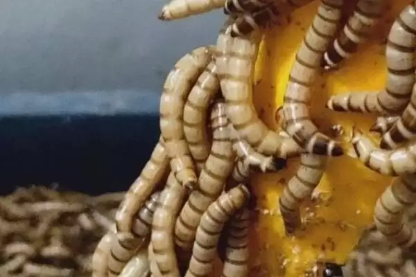 蛋白虫变成甲壳虫的饲养方法(蛋白虫变成甲壳虫怎么饲养,需配备网筛供成虫产卵使用)?插图1 蛋白虫变成甲壳虫的饲养方法(蛋白虫变成甲壳虫怎么饲养,需配备网筛供成虫产卵使用)?插图1