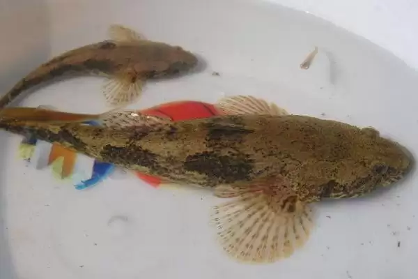 子线0.1号和0.2号区别及参数对比(子线0.1号和0.2号有啥区别及参数对比)?插图5 子线0.1号和0.2号区别及参数对比(子线0.1号和0.2号有啥区别及参数对比)?插图5