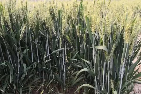 襄麦90小麦种简介与小穗着生密度(襄麦90小麦种简介及小穗密度)？插图2