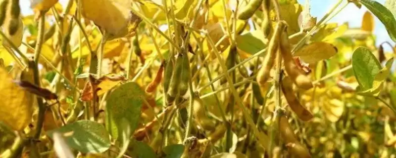 夏大豆高产方法及30厘米行距点播要点(夏大豆如何高产及点播要点)?-会东网