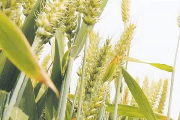 华麦027小麦品种情况、适宜播期(华麦027小麦品种简介,适宜播期10月上中旬)?插图2 华麦027小麦品种情况、适宜播期(华麦027小麦品种简介,适宜播期10月上中旬)?插图2