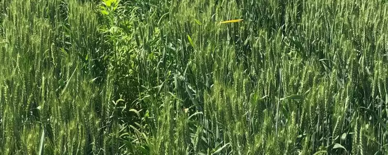 徐麦2023小麦种子特征特性与适宜播期(徐麦2023小麦种子特征及播期)？-会东网