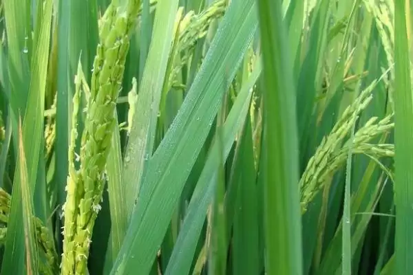 金穗336小麦种子特征特性、生育期(金穗336小麦种子特征特性，生育期195.0天)？插图1