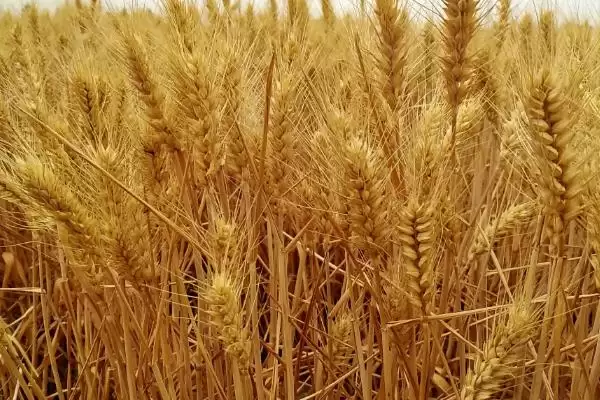 运旱1818小麦种子介绍与生育期时长(运旱1818小麦种子介绍及生育期)？插图3