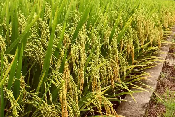 赣香占1号水稻品种大田用种量每亩1.5公斤(赣香占1号水稻品种大田用种量每亩1.5公斤有何依据)？插图1