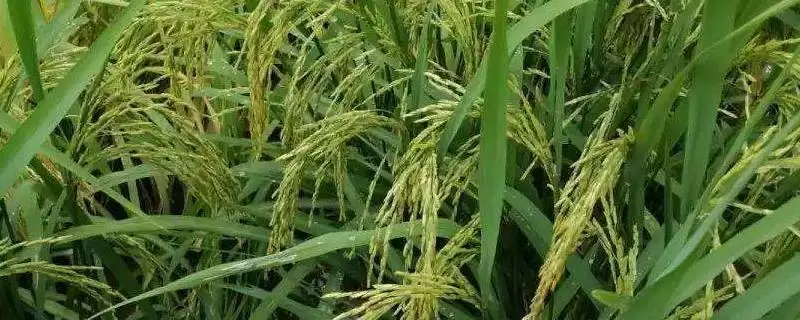 圣糯1号水稻品种属性(圣糯1号属中晚熟粳糯稻品种)？-会东网