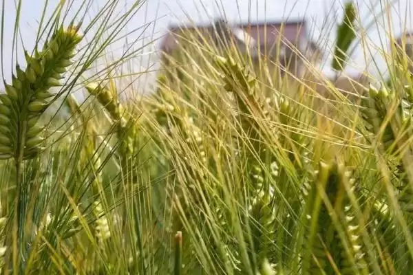 小麦出苗太稀处理方法及移密补稀要点(小麦出苗太稀咋处理及要点)？插图2