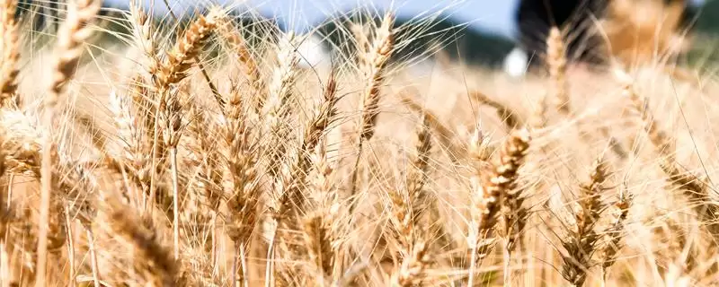 徐麦35小麦种特征特性及半冬性品种(徐麦35小麦种特征及半冬性品种)？-会东网