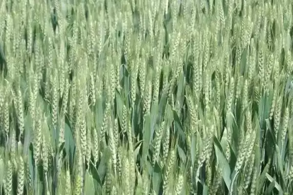 烟农836小麦种子特点与对照品种对比(烟农836小麦种子特点及与对照对比)？插图2