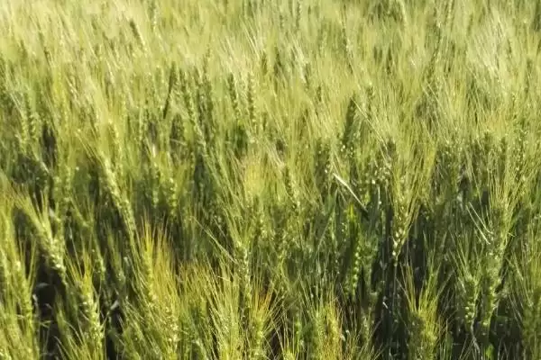 洁麦159小麦种子情况、抗病能力(洁麦159小麦种子介绍，中感／中抗白粉病)？插图1