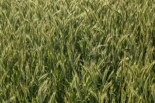 烟农26小麦种子特征特性与基本苗数(烟农26小麦种子特征及基本苗数)?插图2 烟农26小麦种子特征特性与基本苗数(烟农26小麦种子特征及基本苗数)?插图2