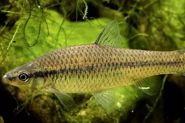 麦穗鱼简介(麦穗鱼原产地主要是亚洲)？插图3