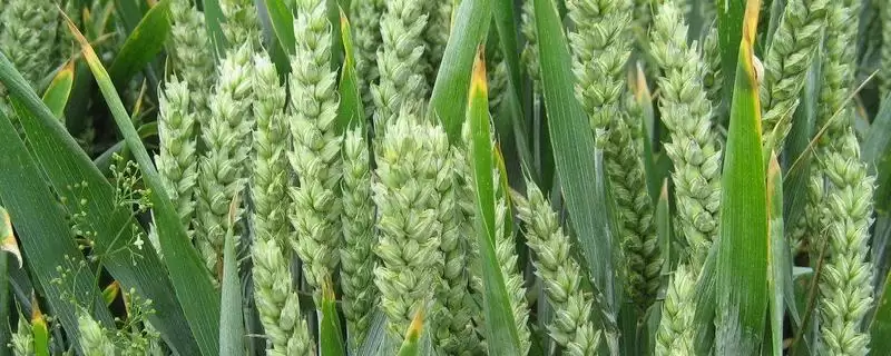 沃麦106小麦种子生育期情况(沃麦106生育期253天)？-会东网