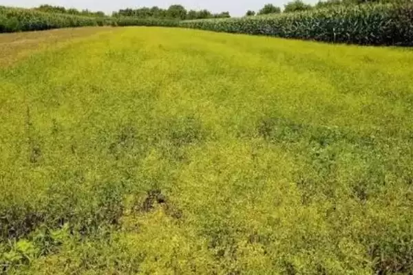 柴胡选择在沙壤土种植为佳(柴胡种植选择沙壤土有何优势)？插图2