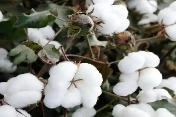 德棉998棉花种子特征特性(德棉998棉花种子特征特性,整个生育期长势强)?插图2 德棉998棉花种子特征特性(德棉998棉花种子特征特性,整个生育期长势强)?插图2