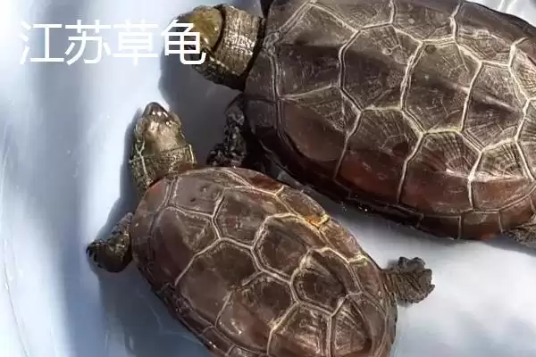 中华草龟分布省份及地区差异情况(中华草龟分布省份及地区差异情况)?插图4 中华草龟分布省份及地区差异情况(中华草龟分布省份及地区差异情况)?插图4