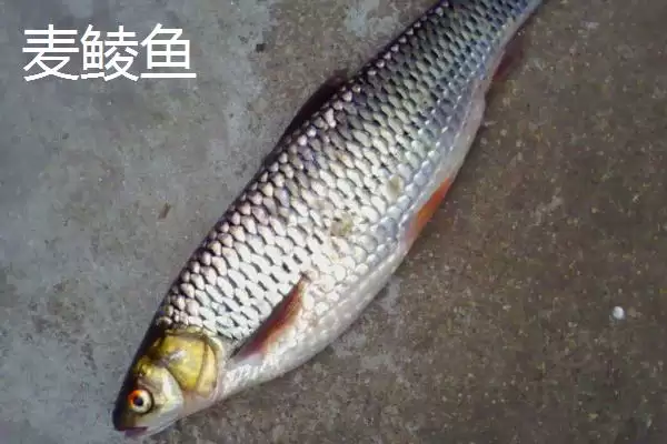 麦鲮鱼和红眼鱼区别介绍(麦鲮鱼圆鳞、吻钝、嘴阔与红眼鱼区别)?插图1 麦鲮鱼和红眼鱼区别介绍(麦鲮鱼圆鳞、吻钝、嘴阔与红眼鱼区别)?插图1