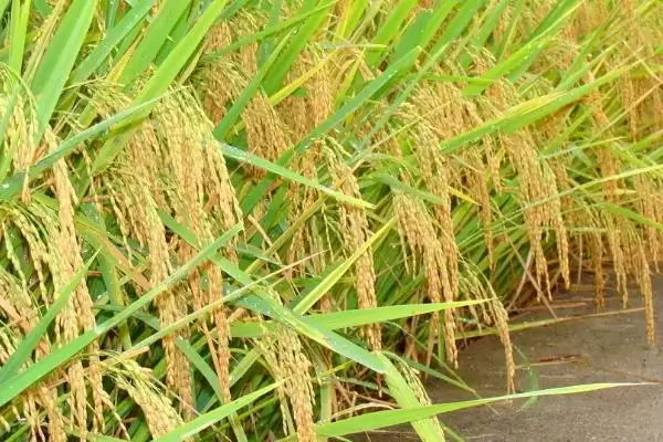 惠泽玉丝水稻种子作为感温籼型品种详情(惠泽玉丝水稻种子感温籼型品种详情)?插图1 惠泽玉丝水稻种子作为感温籼型品种详情(惠泽玉丝水稻种子感温籼型品种详情)?插图1