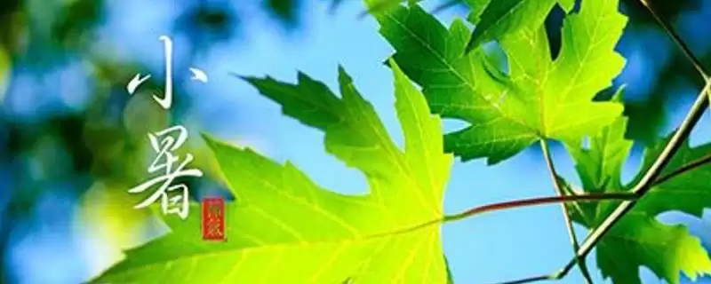 小暑是否是入伏第一天及入伏相关知识(小暑是入伏第一天吗及入伏知识)?-会东网