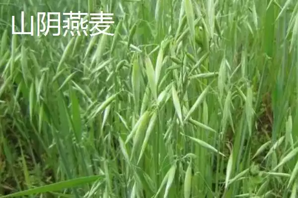 山西省山阴县特产介绍(山西省山阴县特产有油炸糕、荷藕等)？插图4