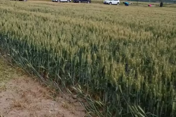 西农112小麦品种基本苗情况(西农112每亩适宜基本苗14万-22万)?插图2 西农112小麦品种基本苗情况(西农112每亩适宜基本苗14万-22万)?插图2