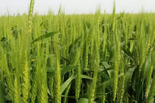 存麦16号小麦种植要点、播种期(存麦16号小麦种植要点,在10月上中旬进行播种)?插图2 存麦16号小麦种植要点、播种期(存麦16号小麦种植要点,在10月上中旬进行播种)?插图2