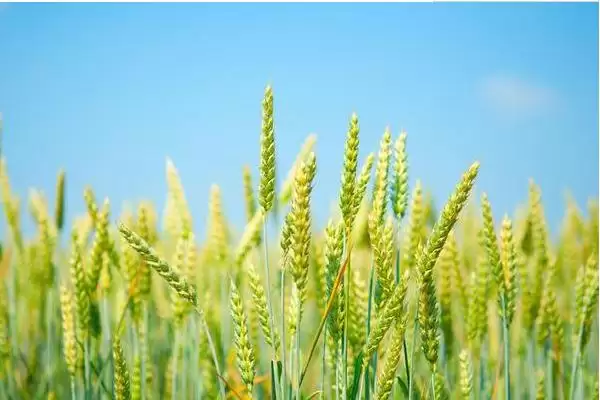 西农1号小麦种子品种属性(西农1号属半冬性品种)?插图1 西农1号小麦种子品种属性(西农1号属半冬性品种)?插图1